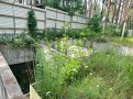 Дом в сосновом лесу 650м Ходосеевка. Київська обл