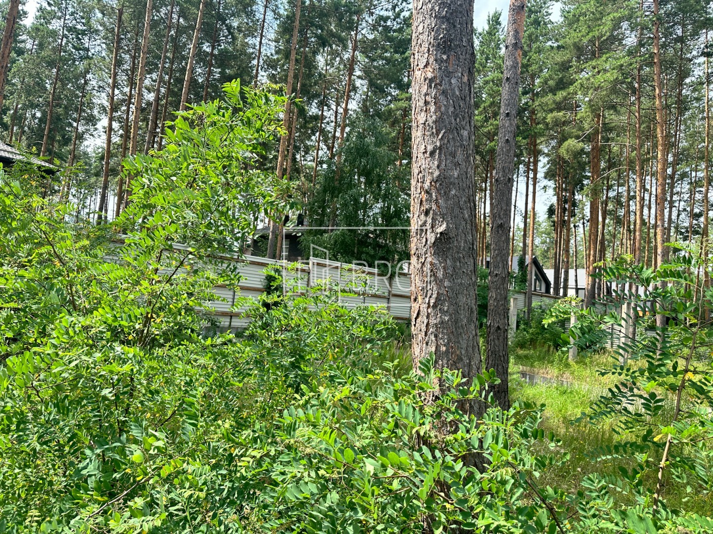 Дом в сосновом лесу 650м Ходосеевка. Київська обл