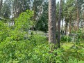 Дом в сосновом лесу 650м Ходосеевка. Київська обл