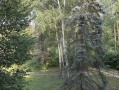 Снаторно-курортный комплекс под реконструкцию 2,73 га Пуща-Водица. Київ